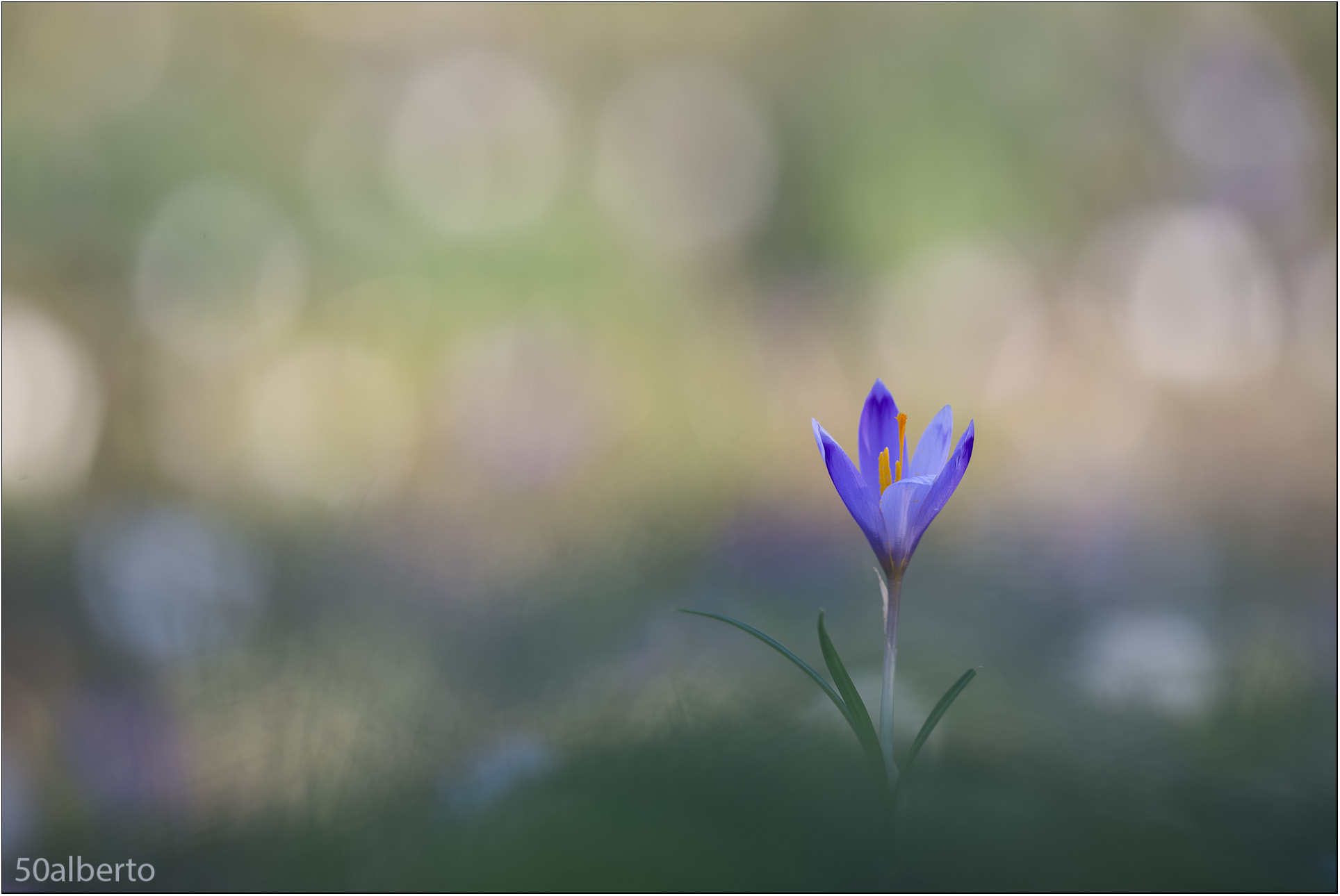 Crocus 2