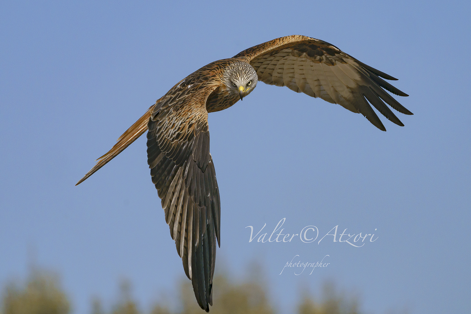 Volo del Nibbio Reale