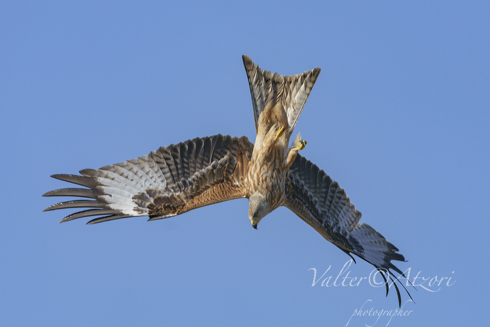 Picchiata del Nibbio Reale