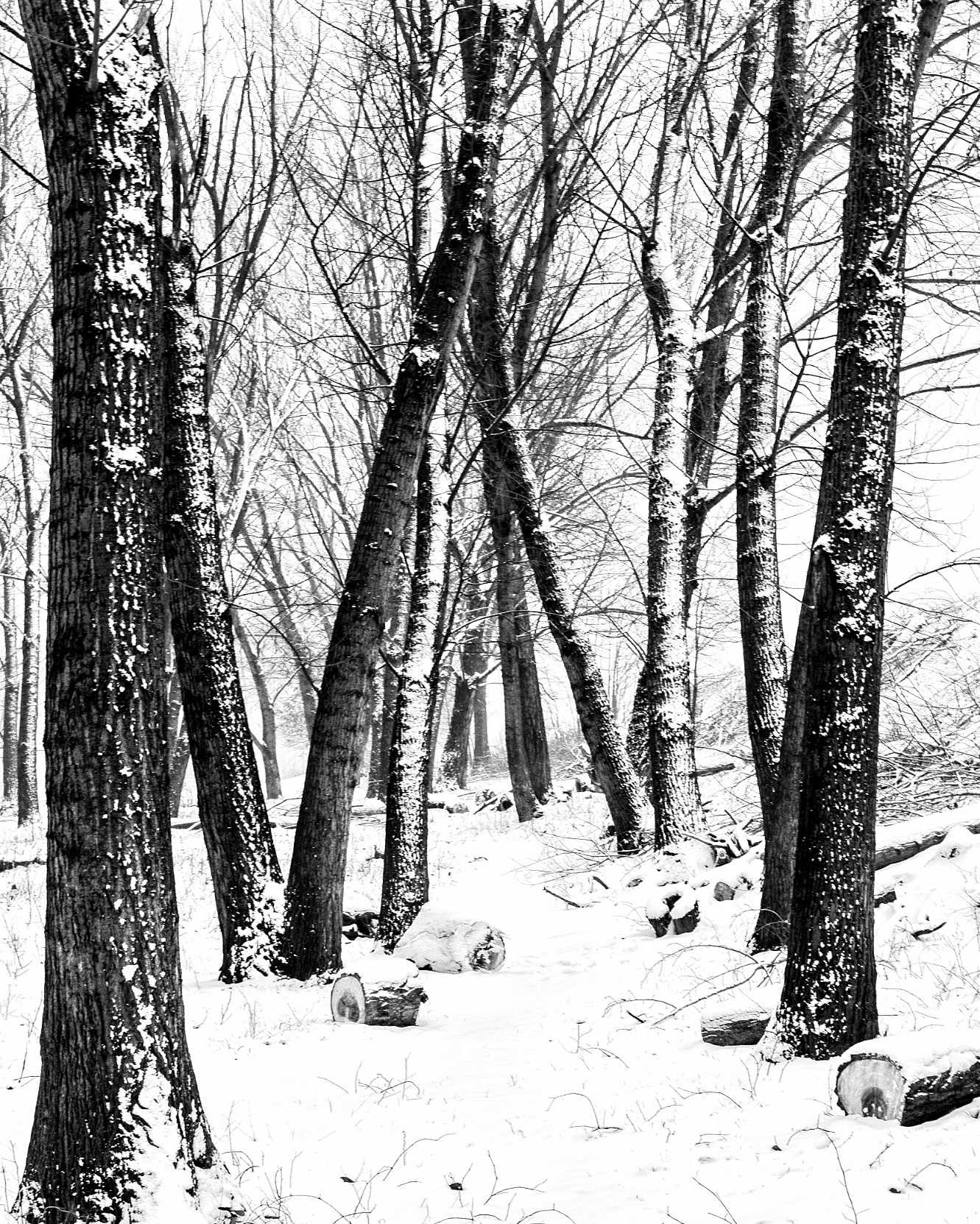 The silence of the wood