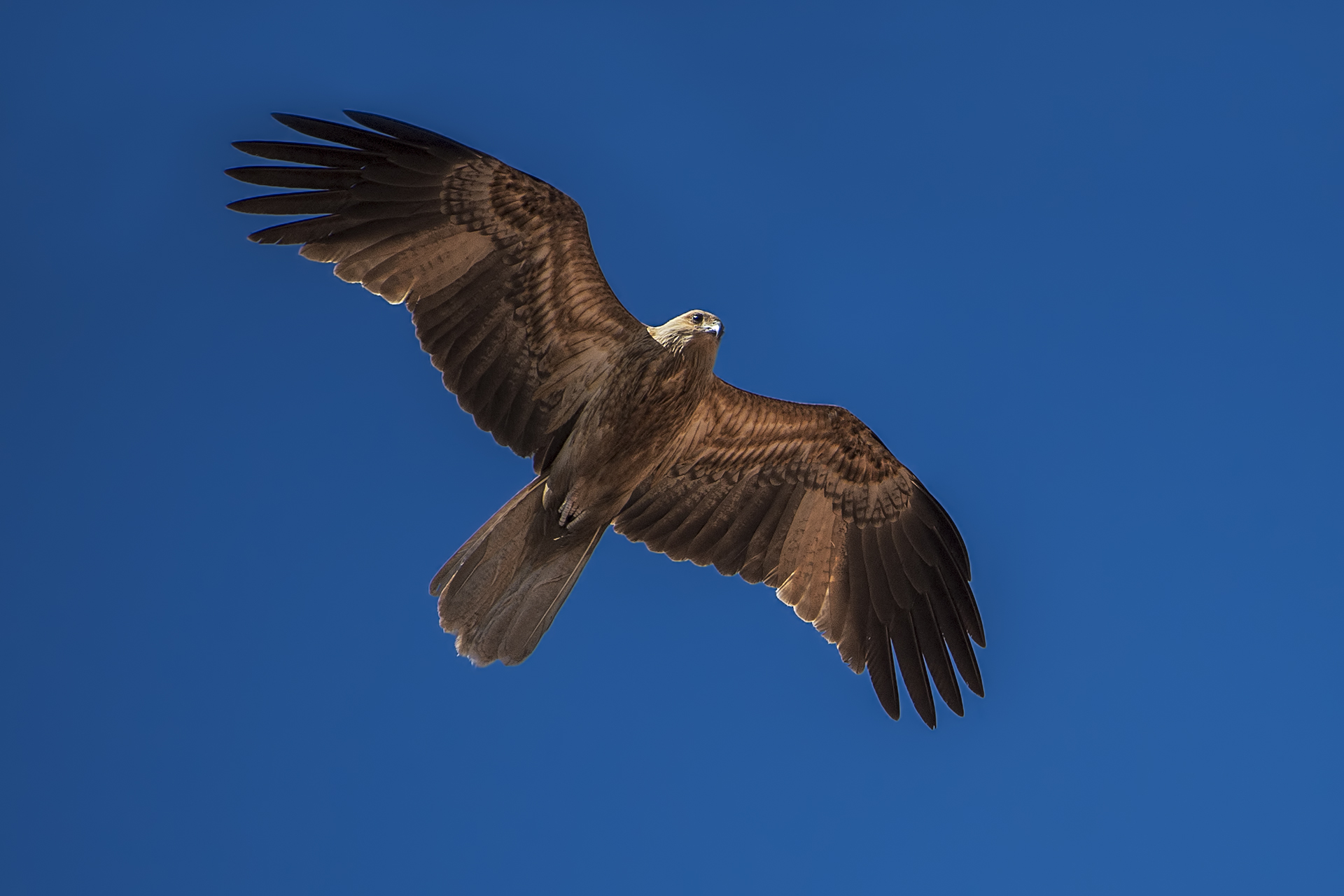 Haliastur sphenurus (Kite whistling)