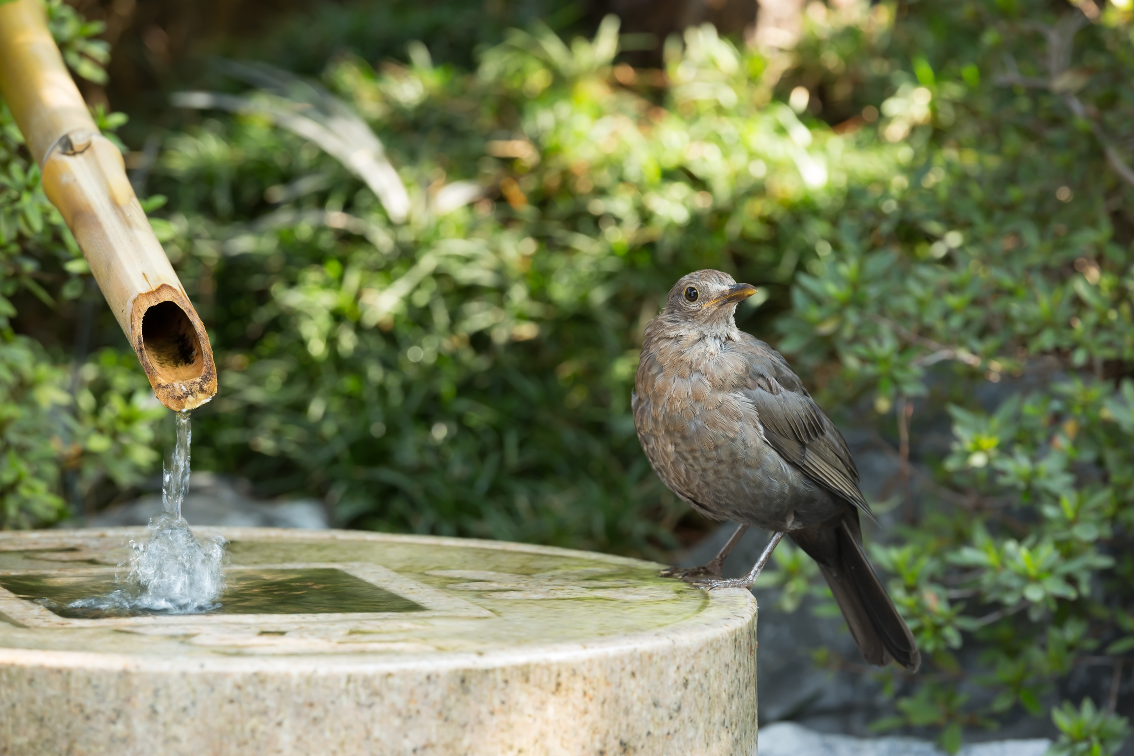 merla in the bathroom