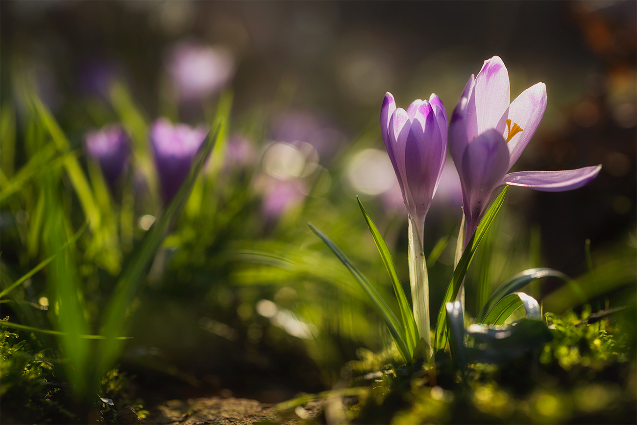 crocus sul finir del giorno