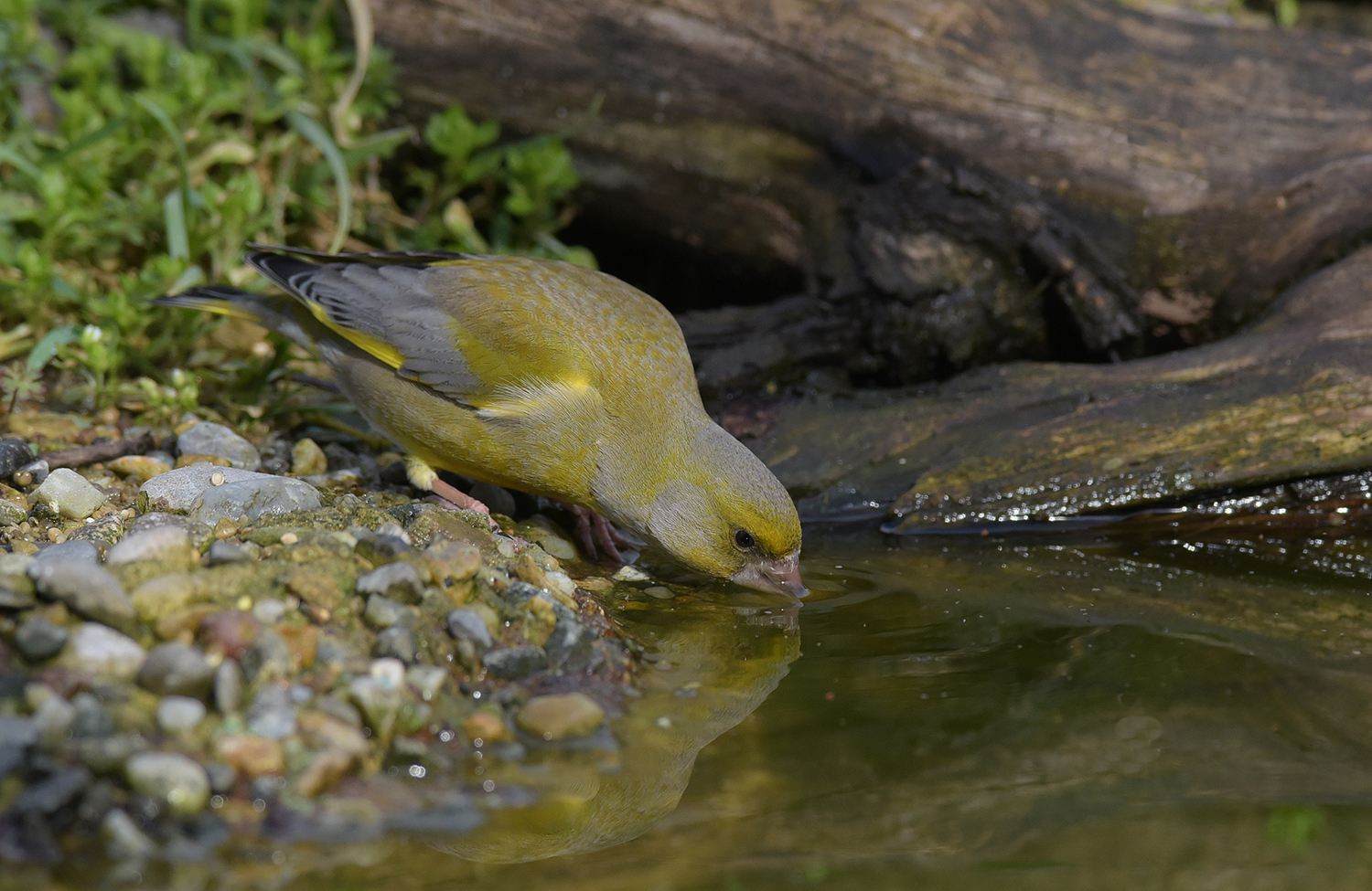 an unexpected verdone at the pool