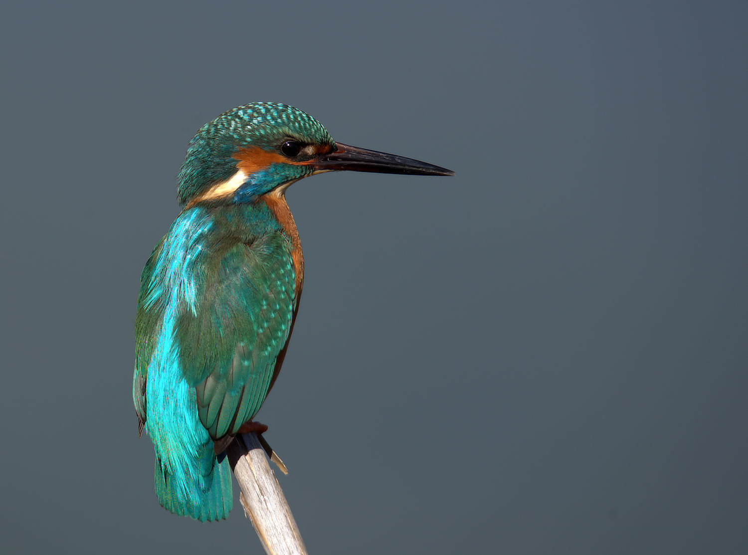Male Kingfisher