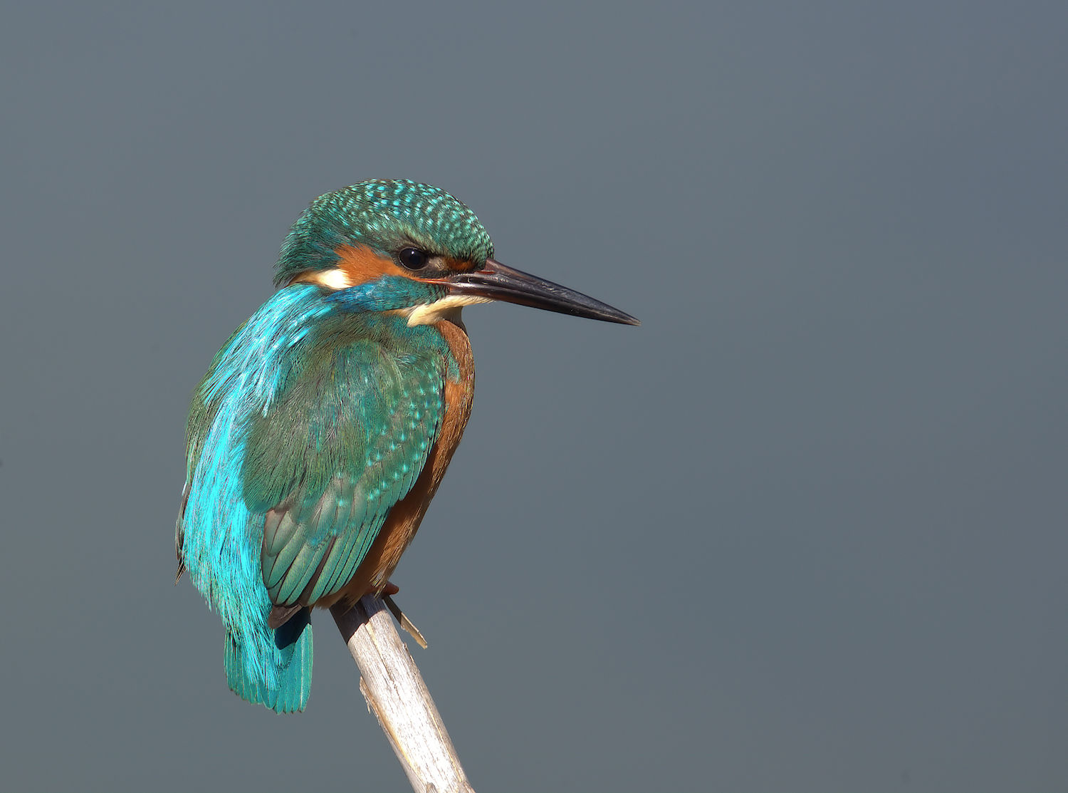 Male Kingfisher