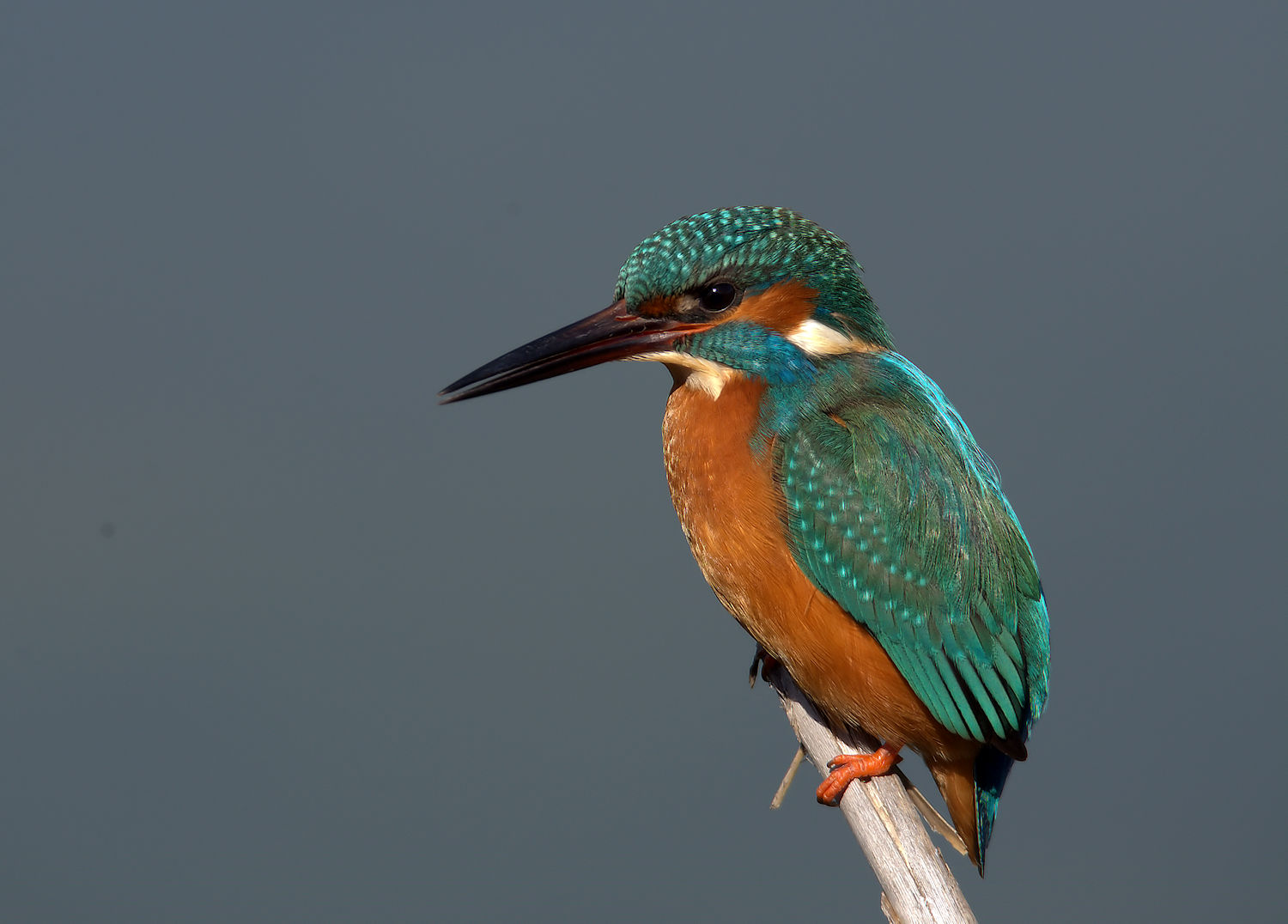 Male Kingfisher