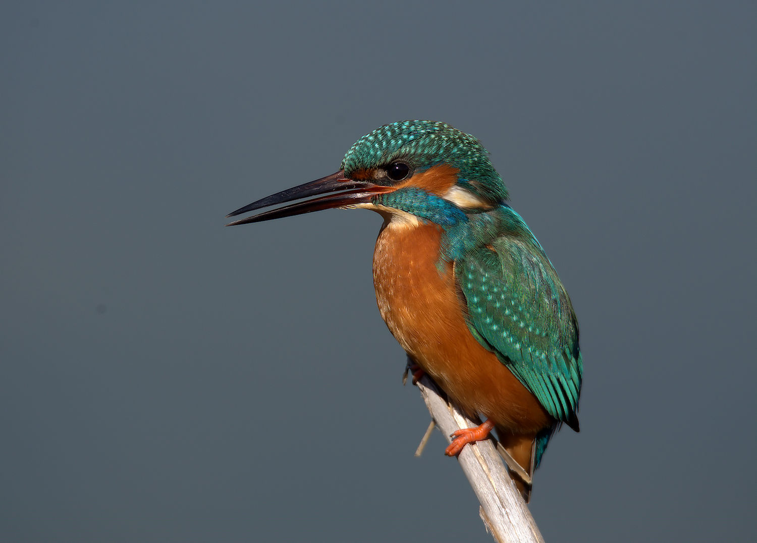 Male Kingfisher