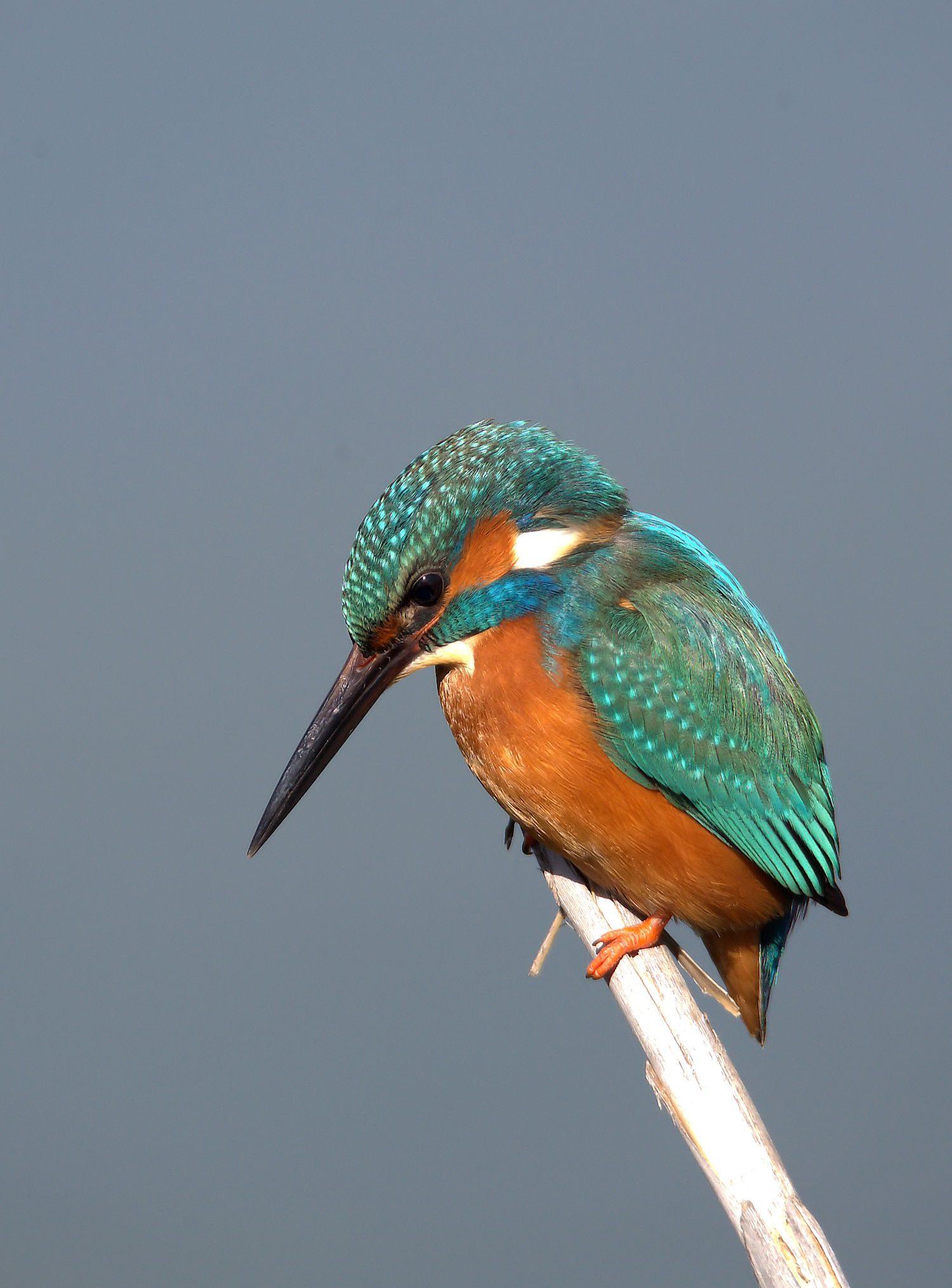 Male Kingfisher