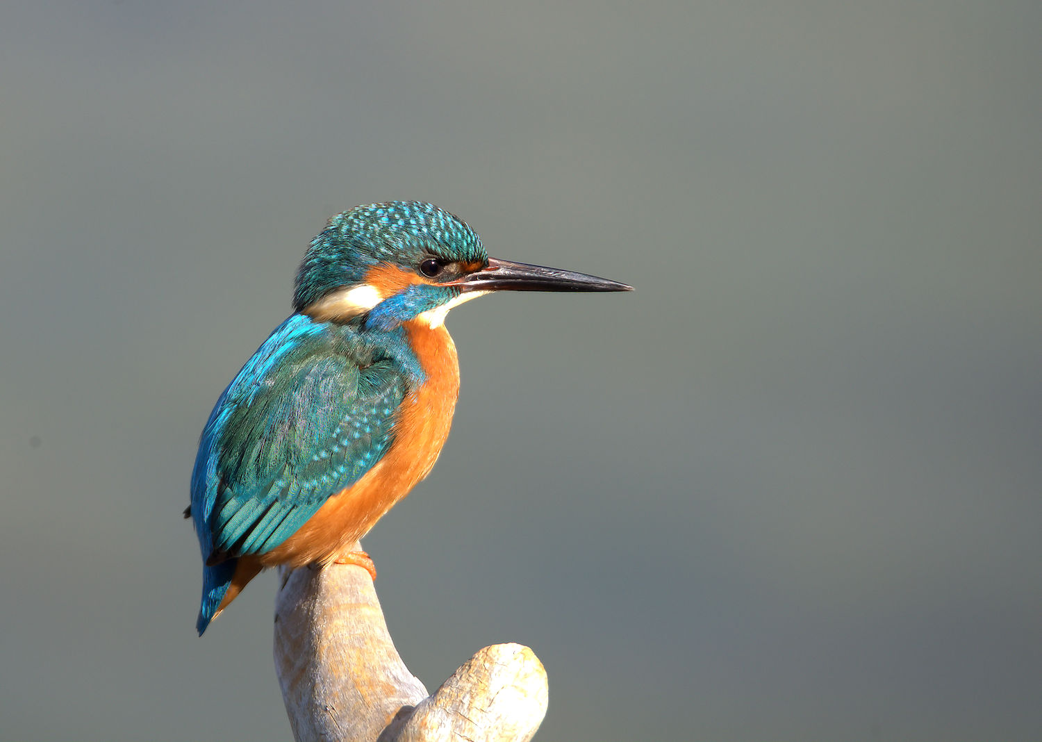 Male Kingfisher