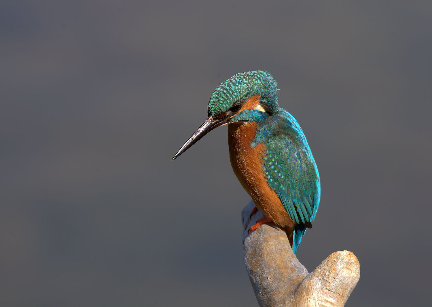 Male Kingfisher