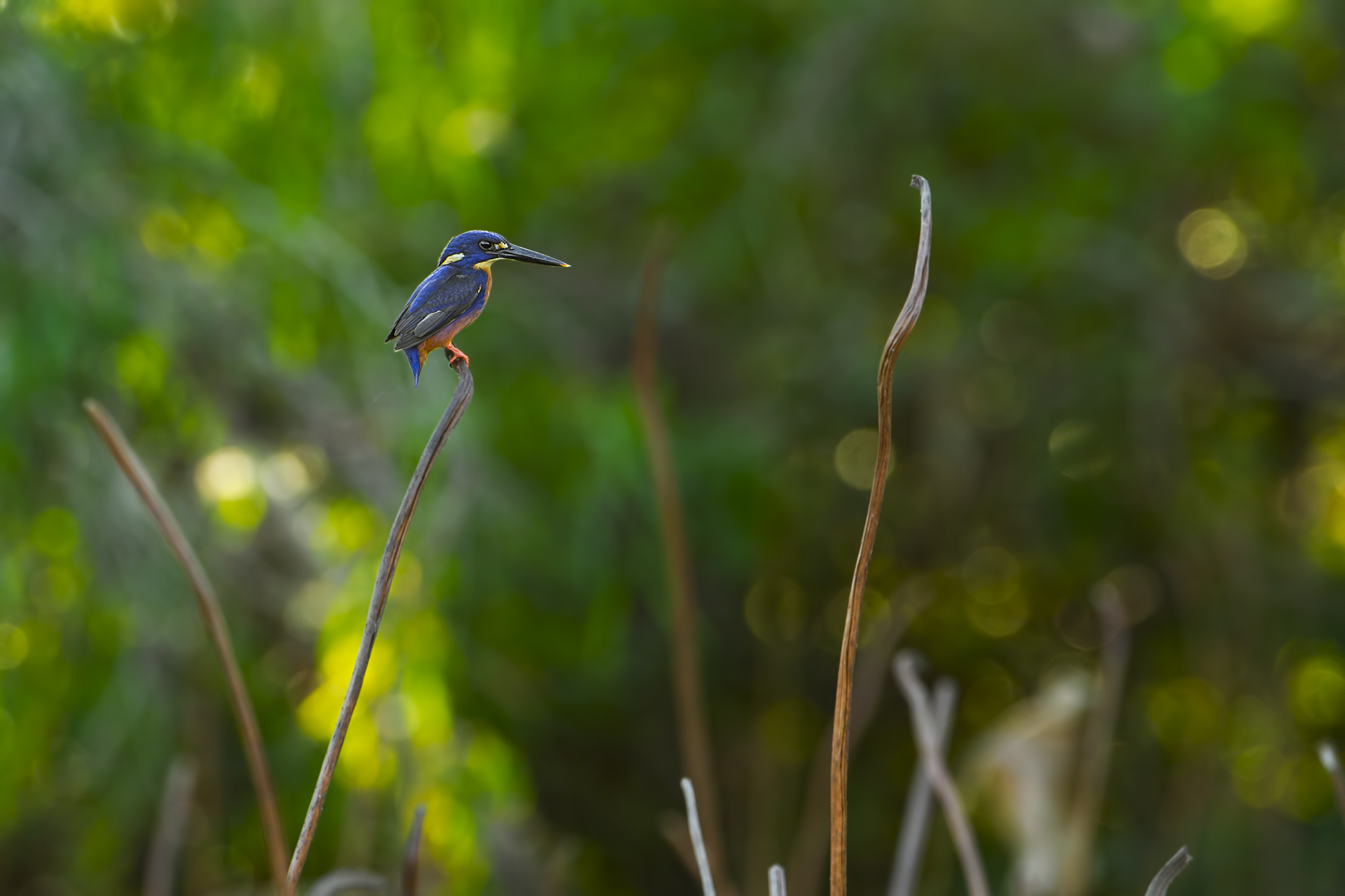 Ceyx azureus (Blue Kingfisher)