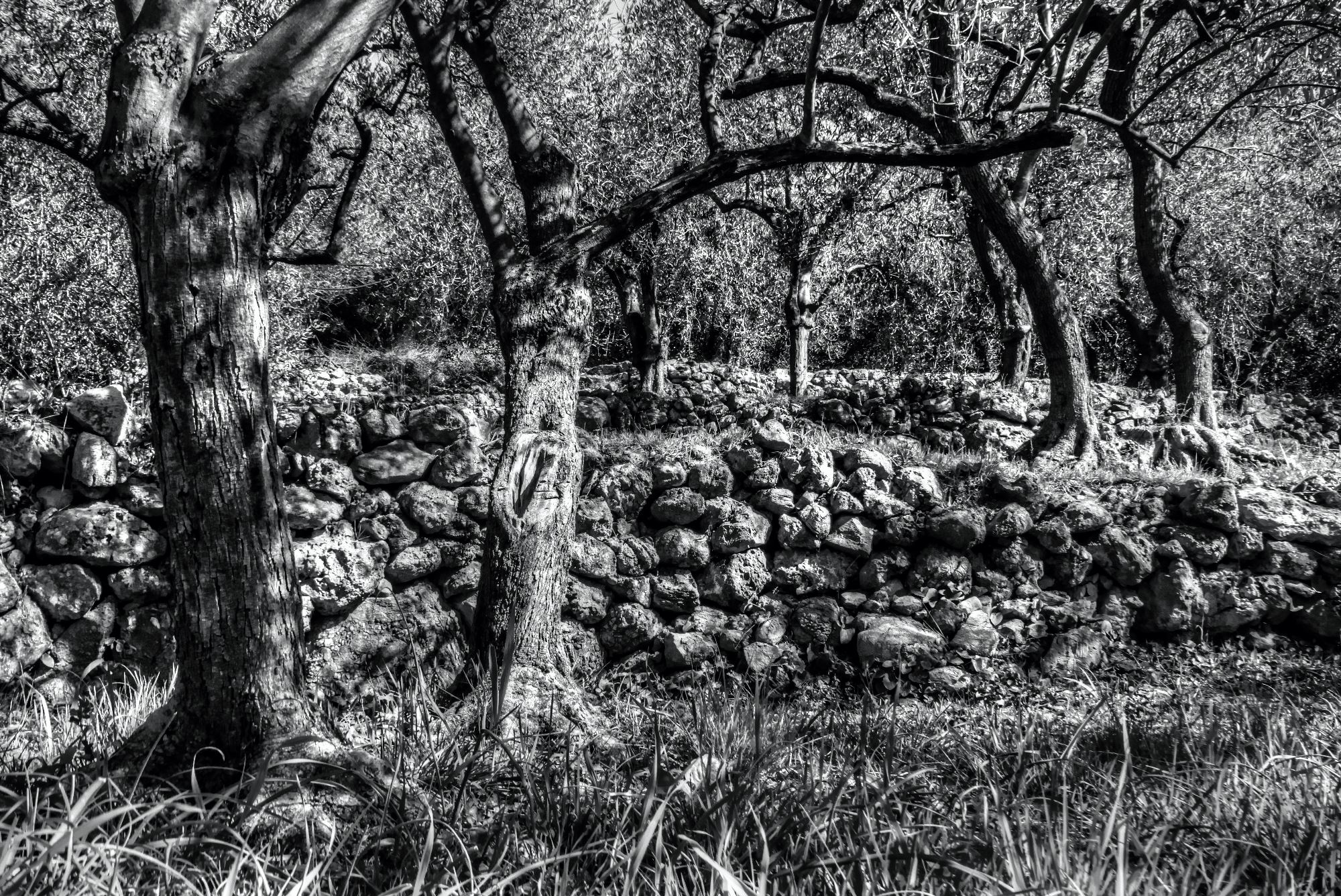 Olive grove in Liguria