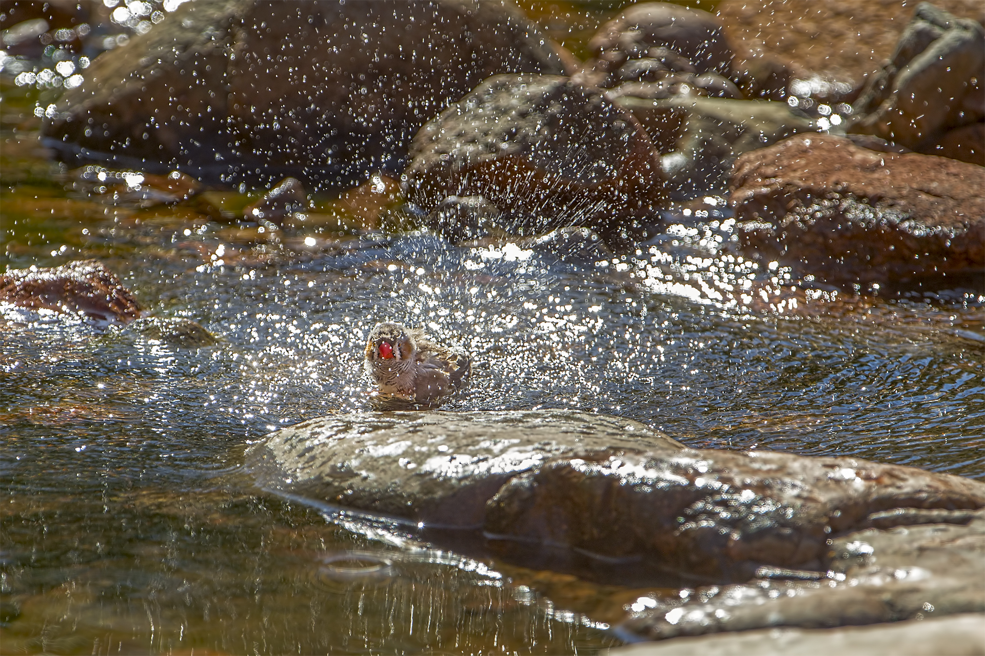 Taeniopygia guttata (Diamond zebra)