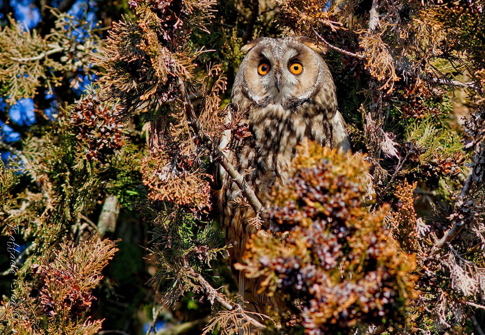 Common owl with winter colors