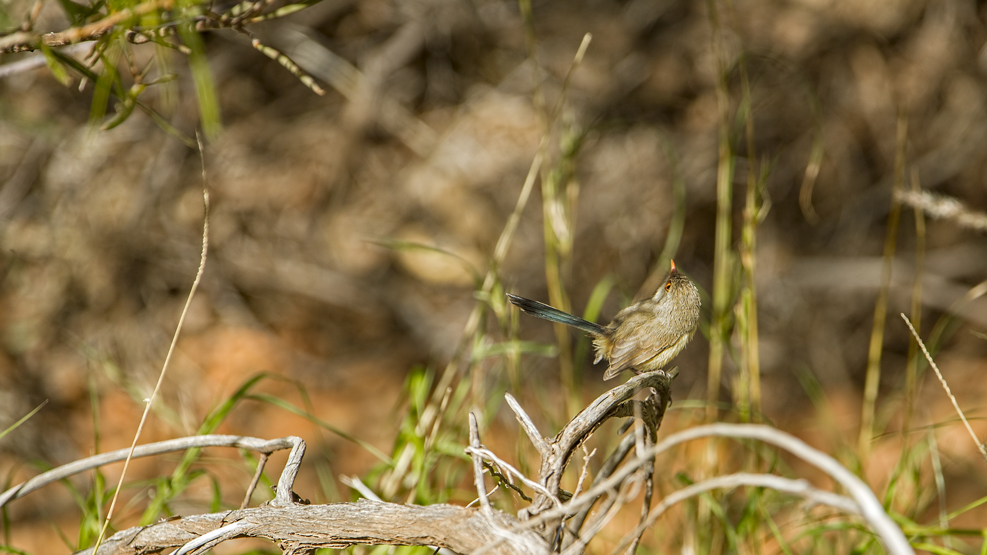 Malurus Lamberti (shining Wren variegated fem.)
