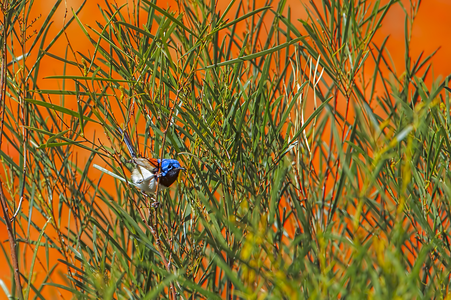 Malurus Lamberti (shining Wren variegated mas.)