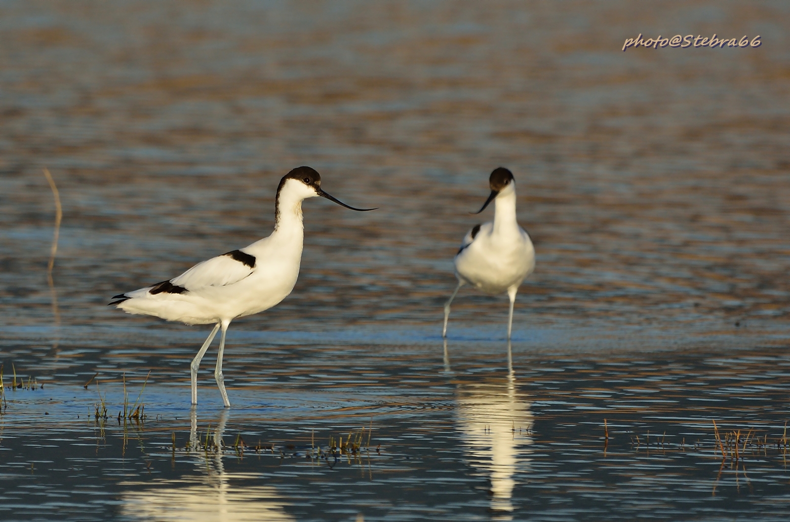 Avocette