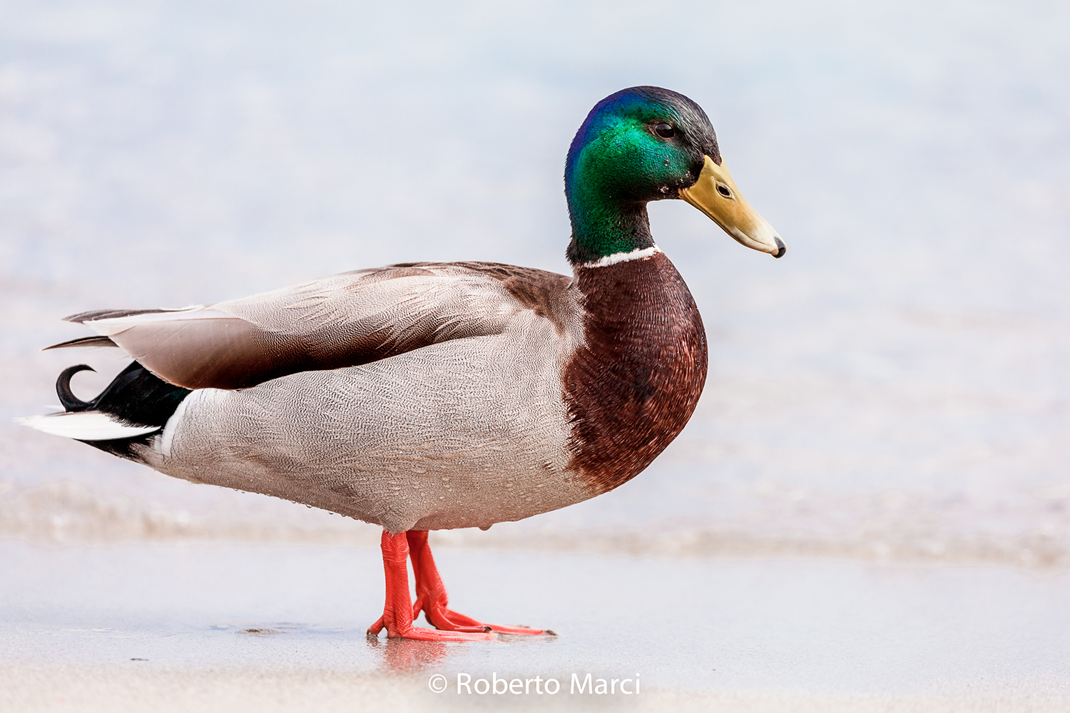 Beach duck.