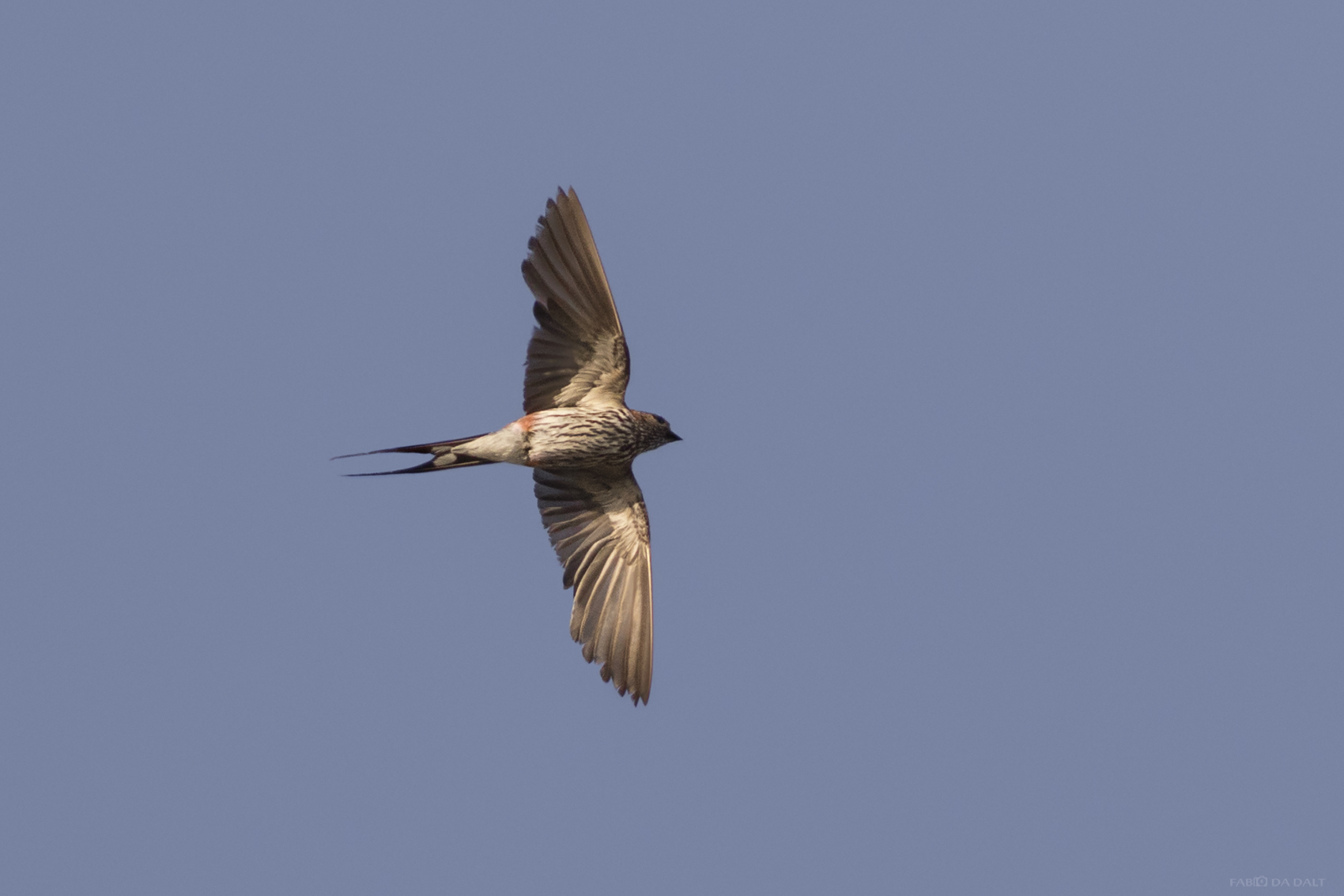 Lesser Striped Swallow