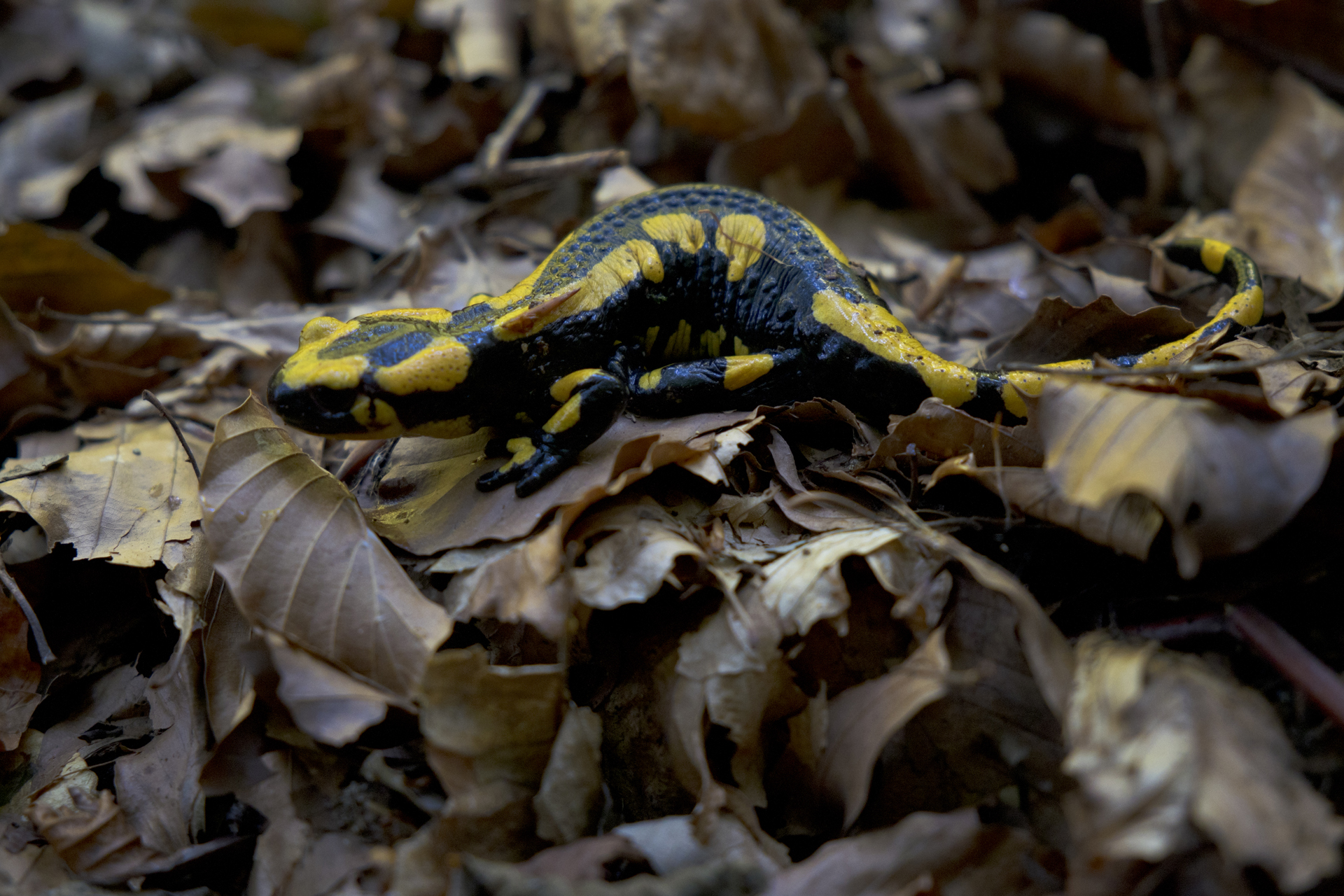 Salamandra Pezzata_001