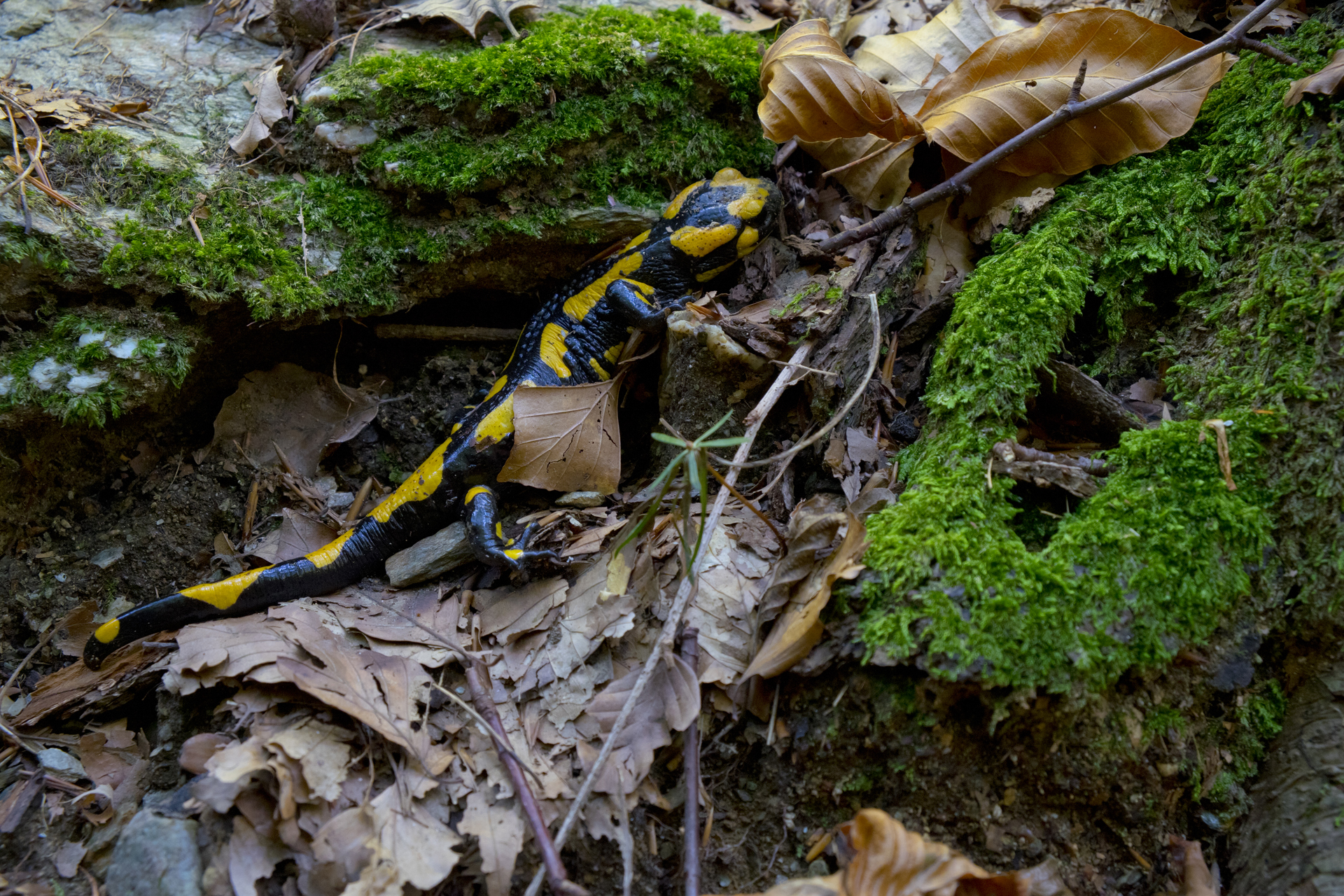 Salamander Pezzata_003