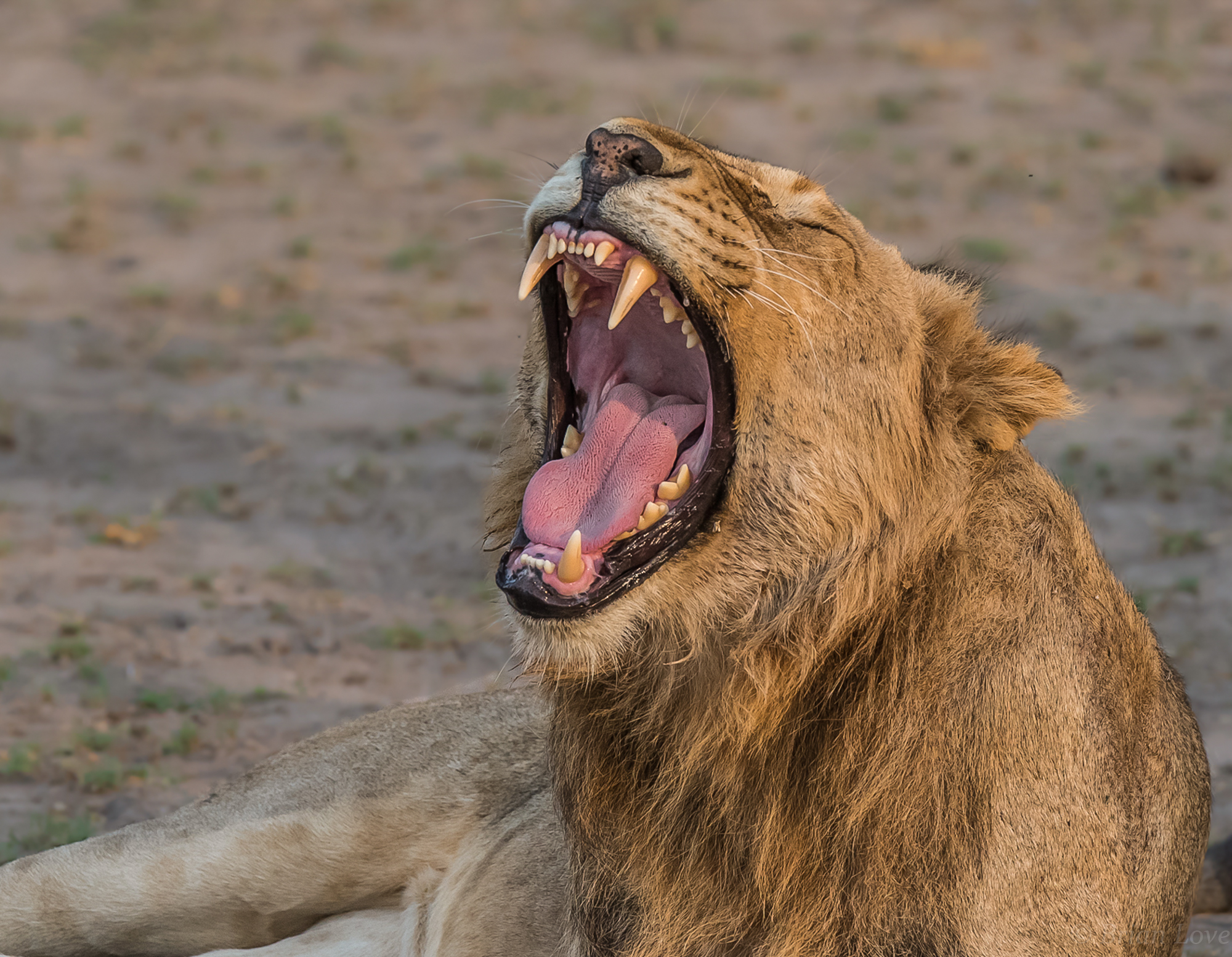 Can someone please call the dentist!