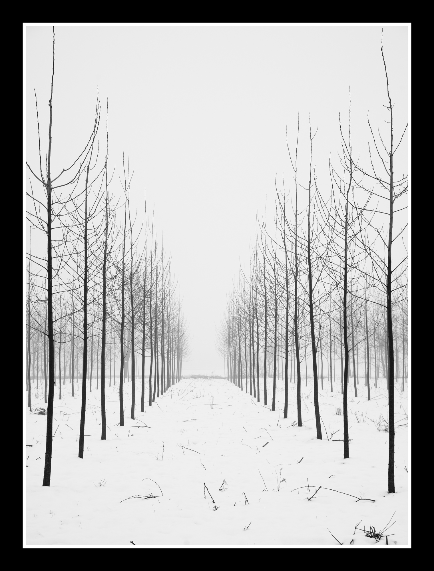 small poplars grow up