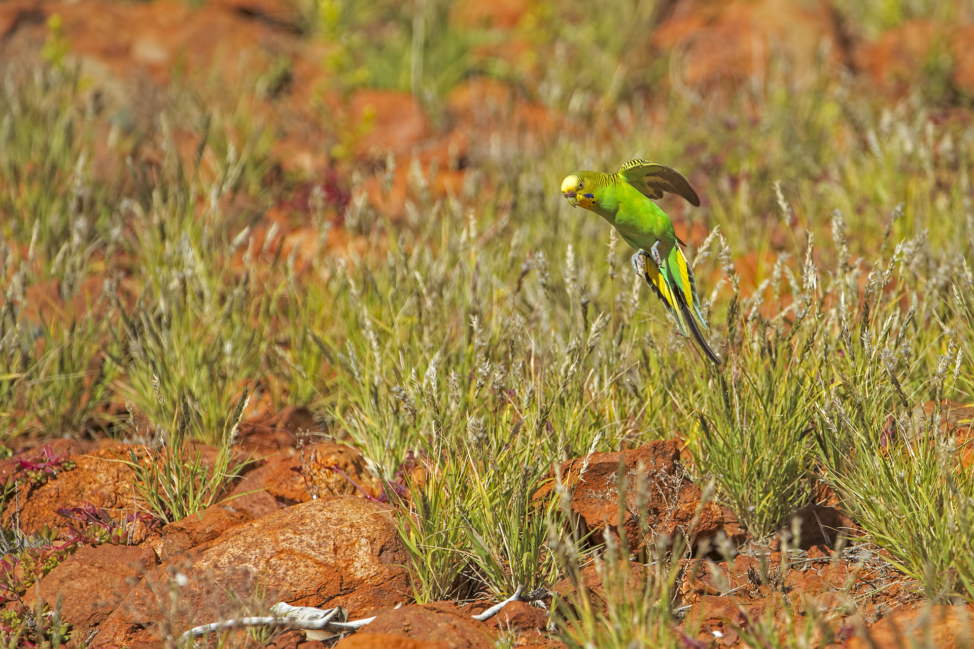 Melopsittacus undulatus (Budgerigar)