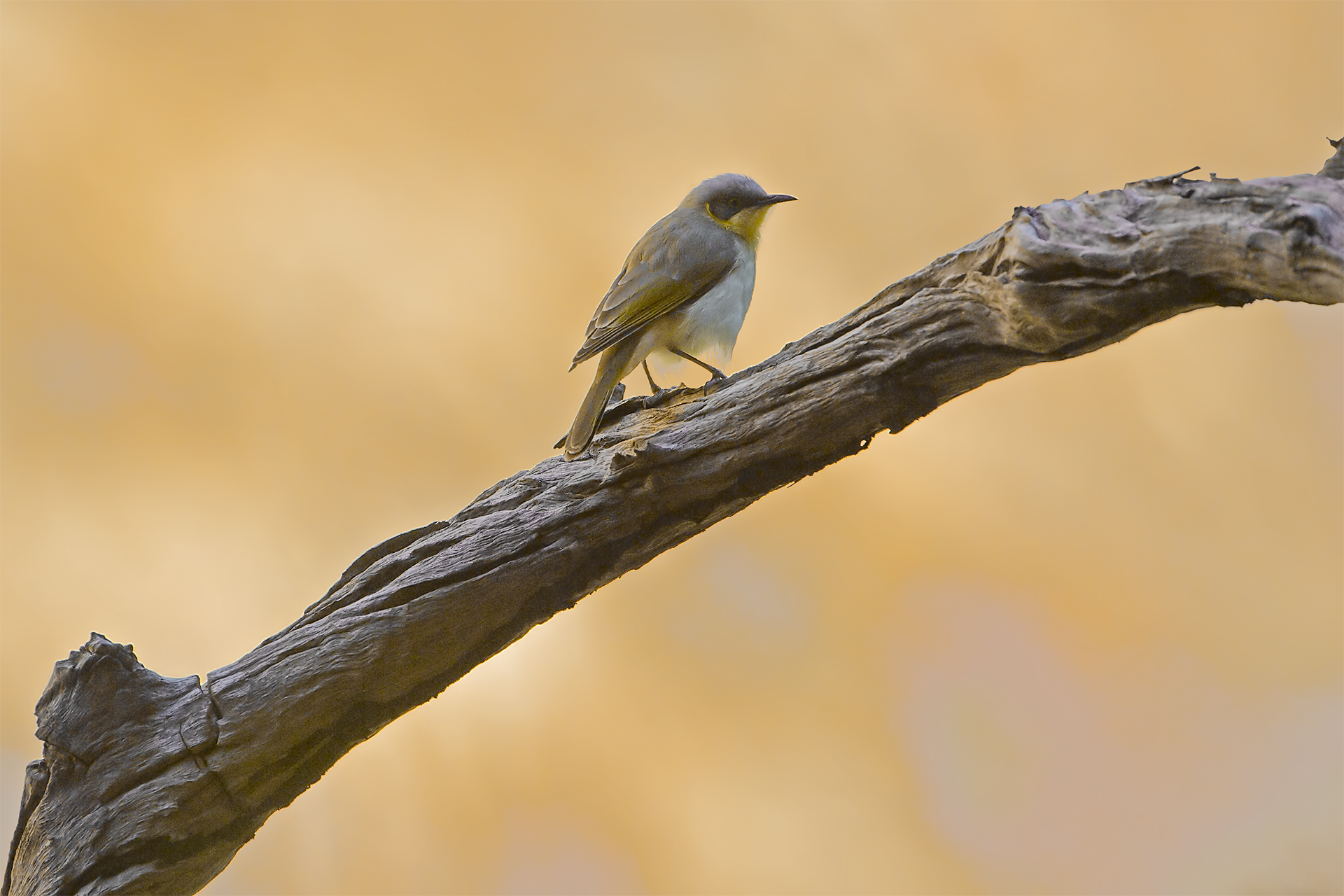 Lichenostomus keartlandi (Succiamiele testagrigia)