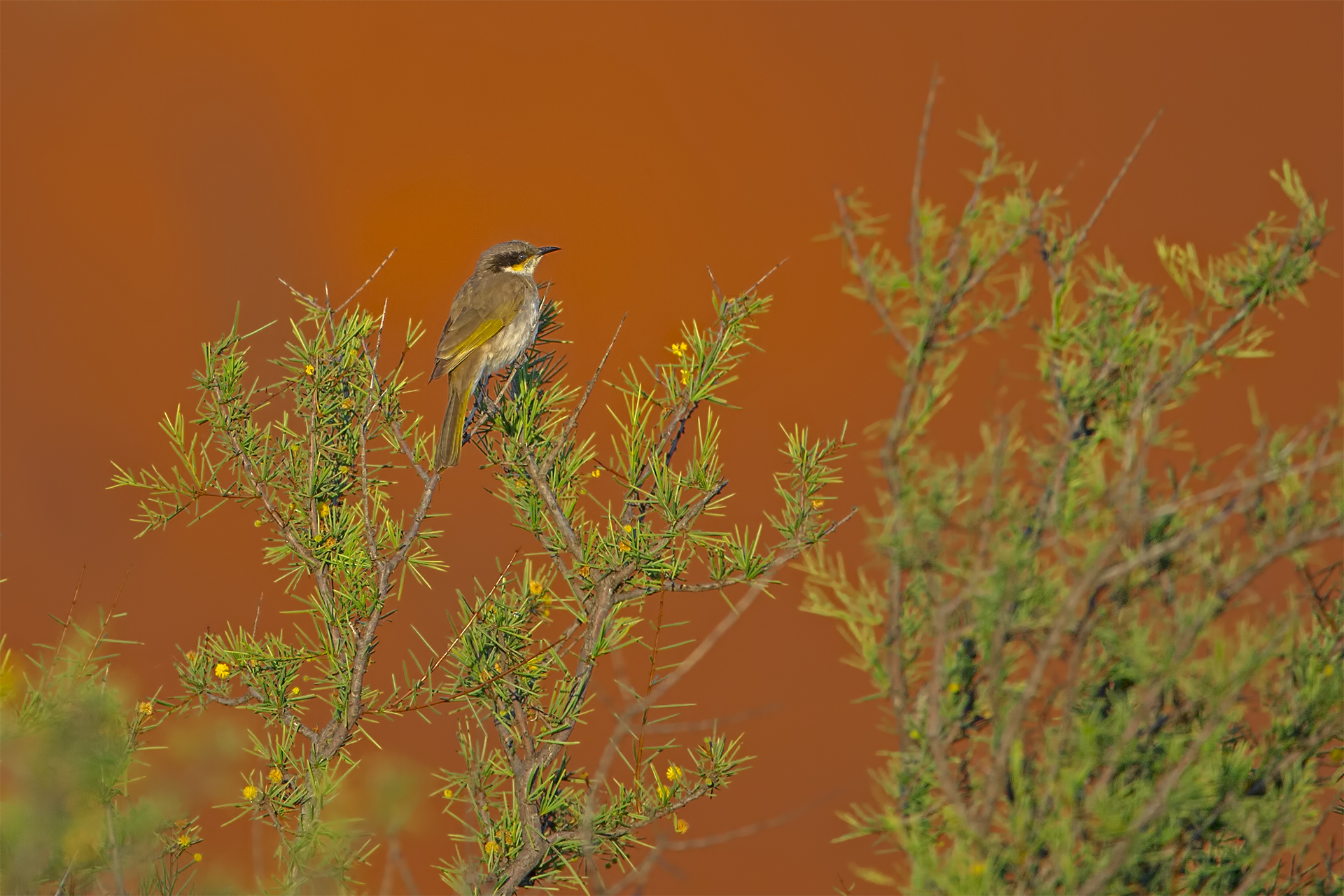 Lichenostomus virescens (Succiamiele canoro)