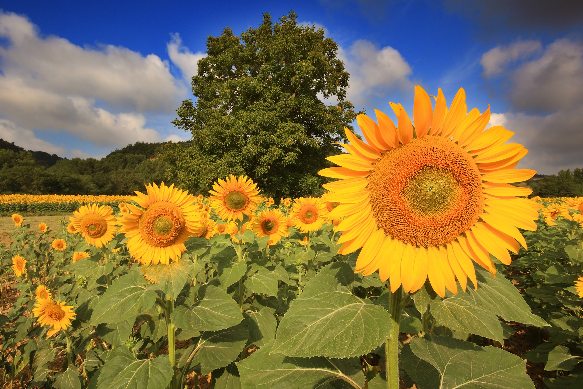 La gioia dell'estate