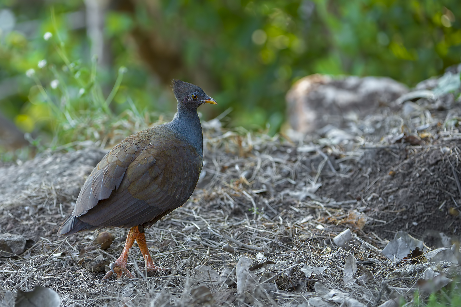 Megapodius reinwardt (Megapodio piediarancio)