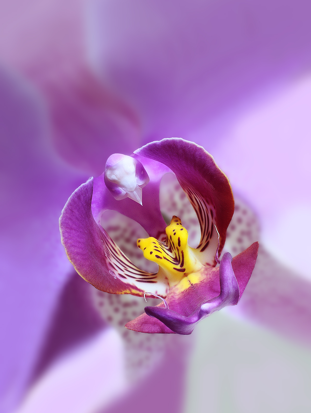 Orchidea