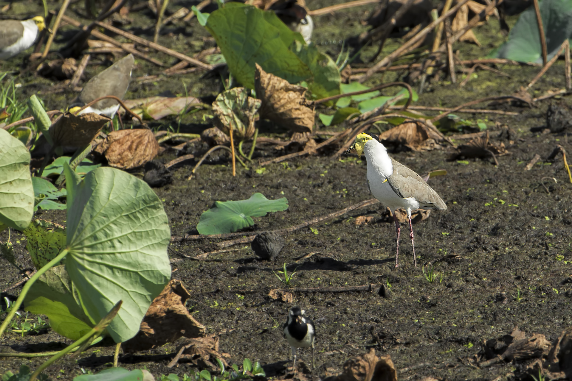 Vanellus miles (Masked Lapwing)