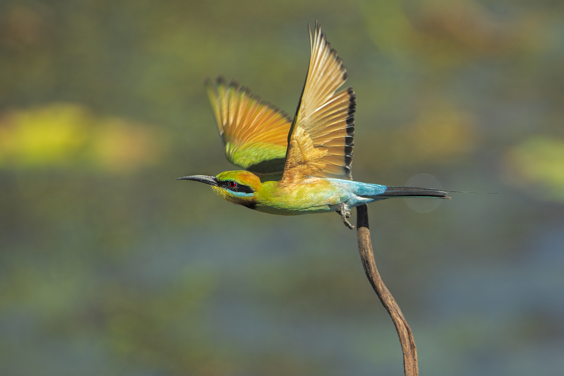 Merops ornatus (European bee-eater)