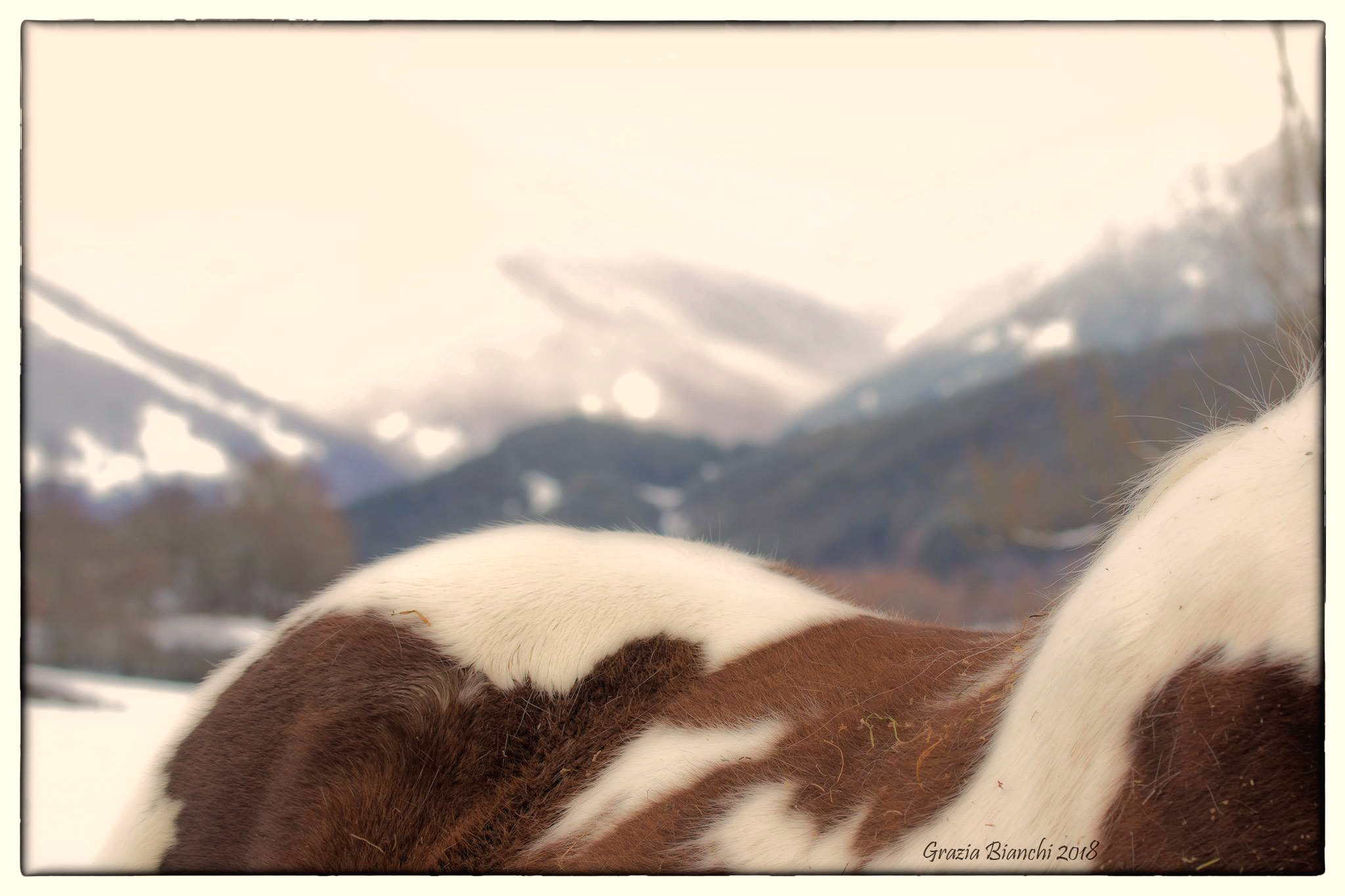 Horse with Le Prata background - Opi