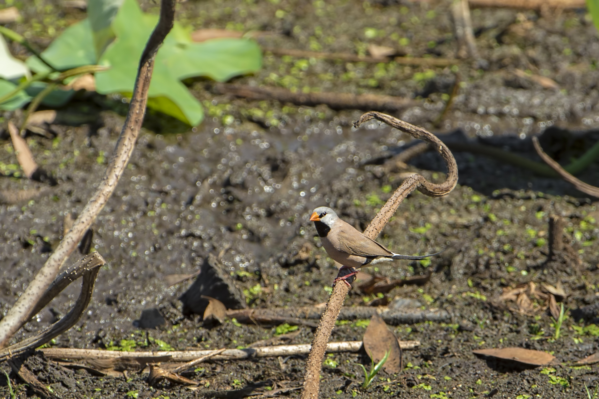 Poephila acuticauda (long-tailed diamond)