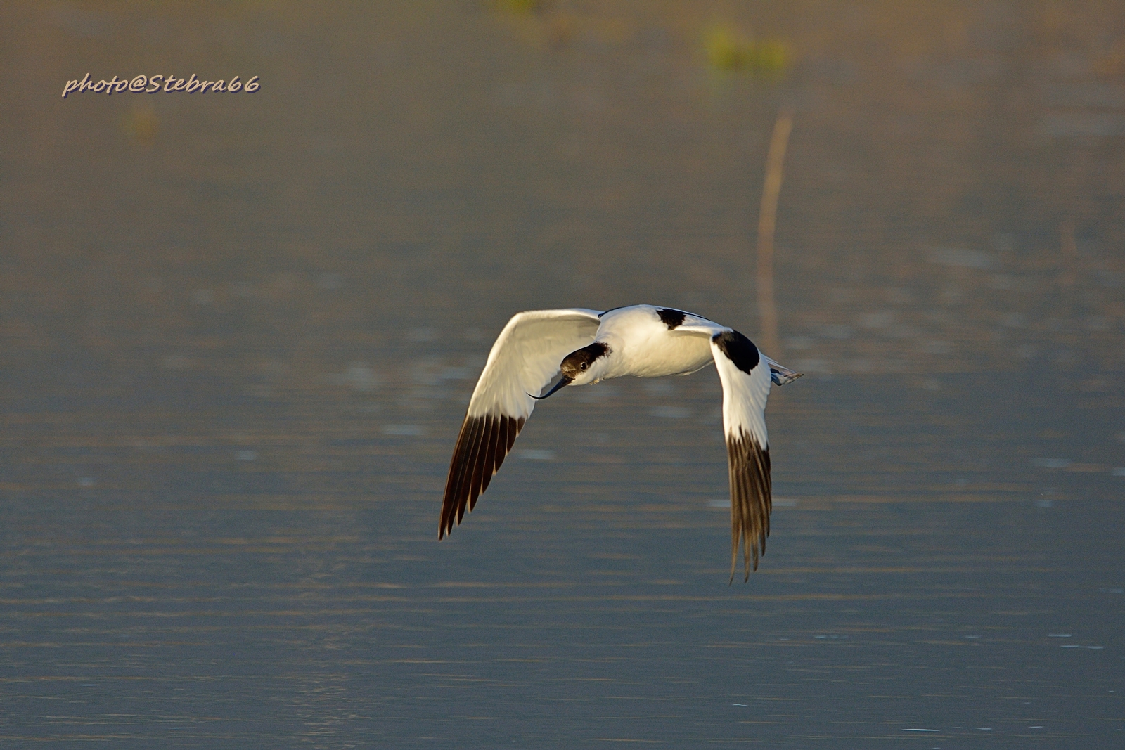 Avocetta in volo