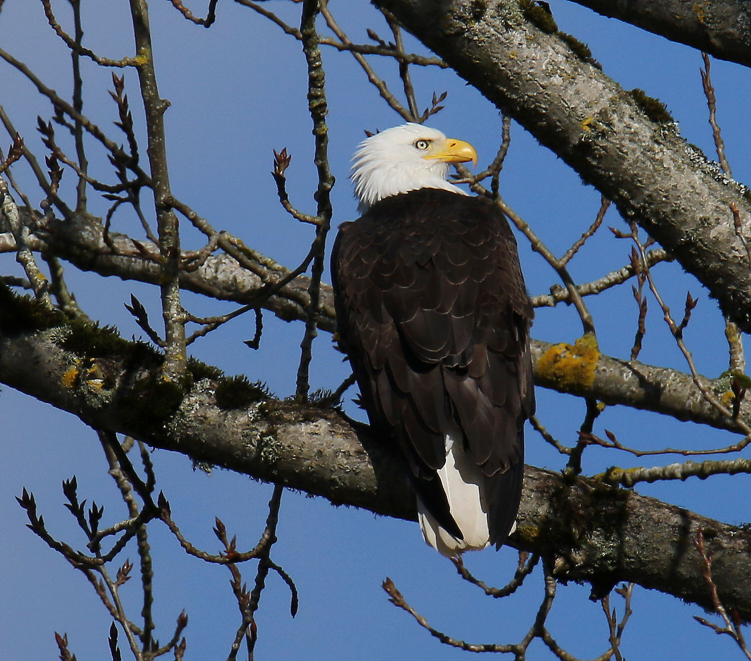 Guardare indietro per un compagno
