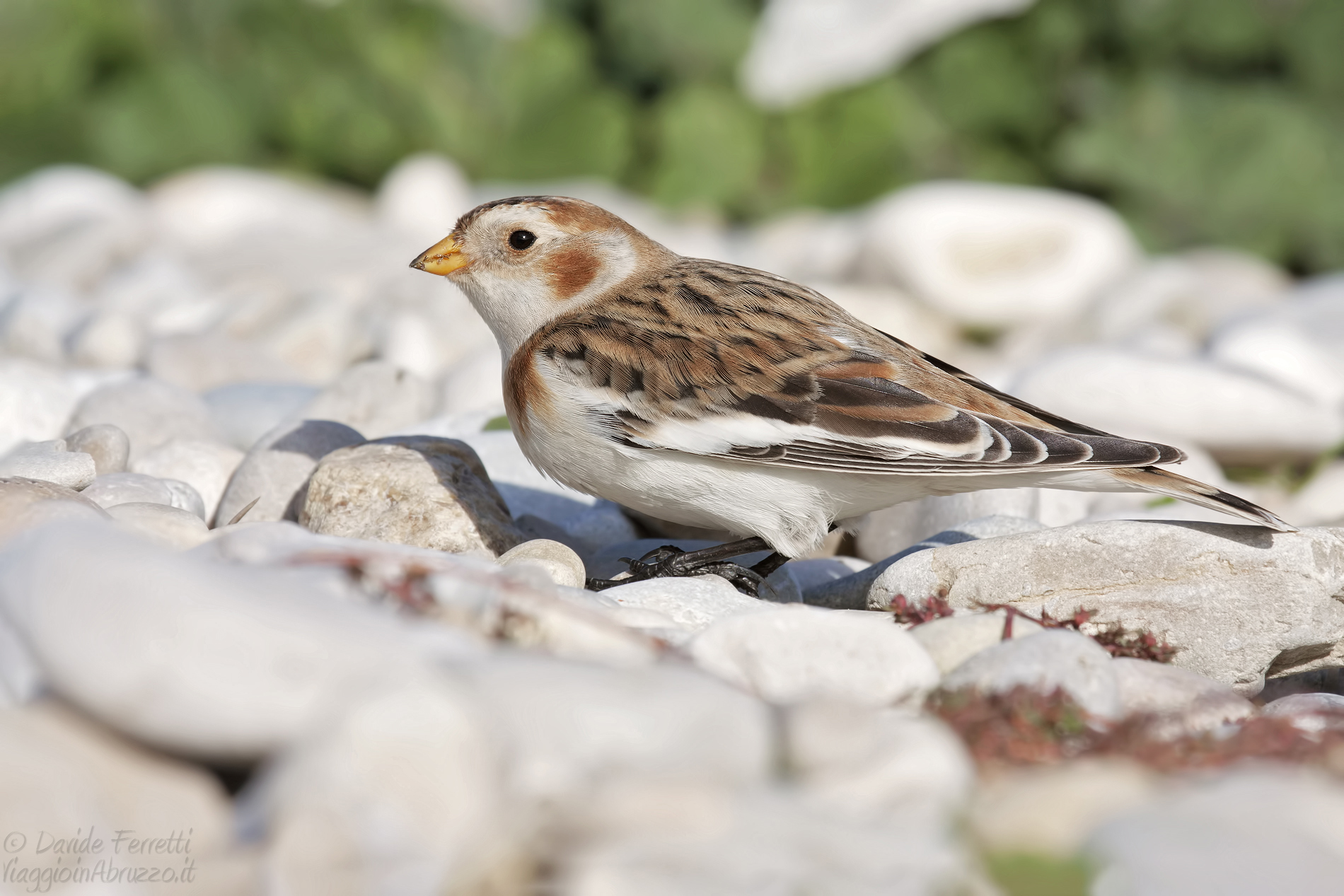 Zigolo delle nevi (Snow bunting)