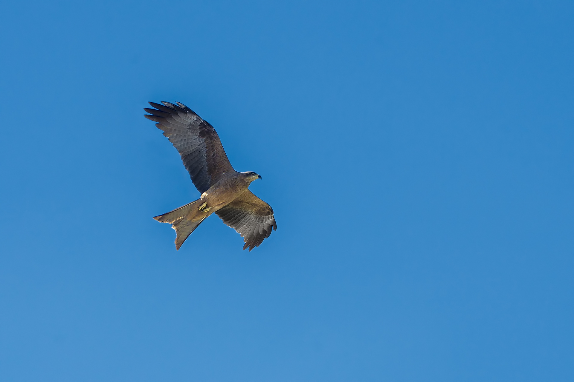 Milvus migrans (Brown kite)