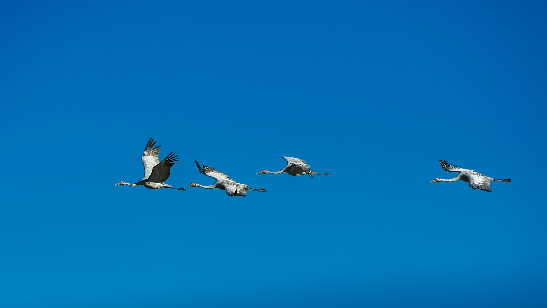 Grus rubicunda (Brolga)