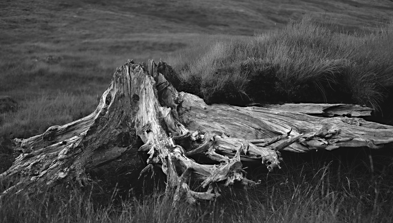 Caledonian pine roots.