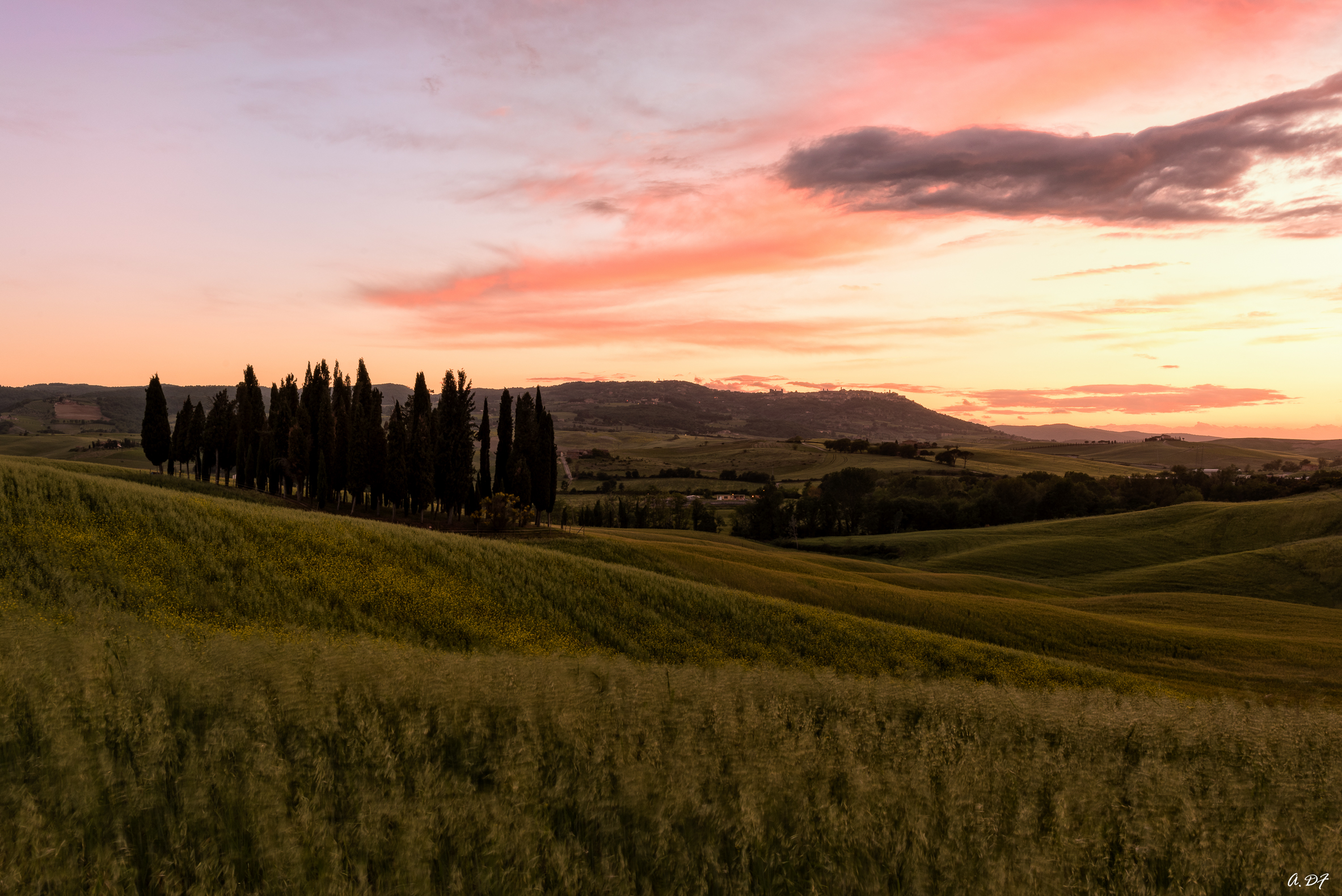 Cipressini at Sunset