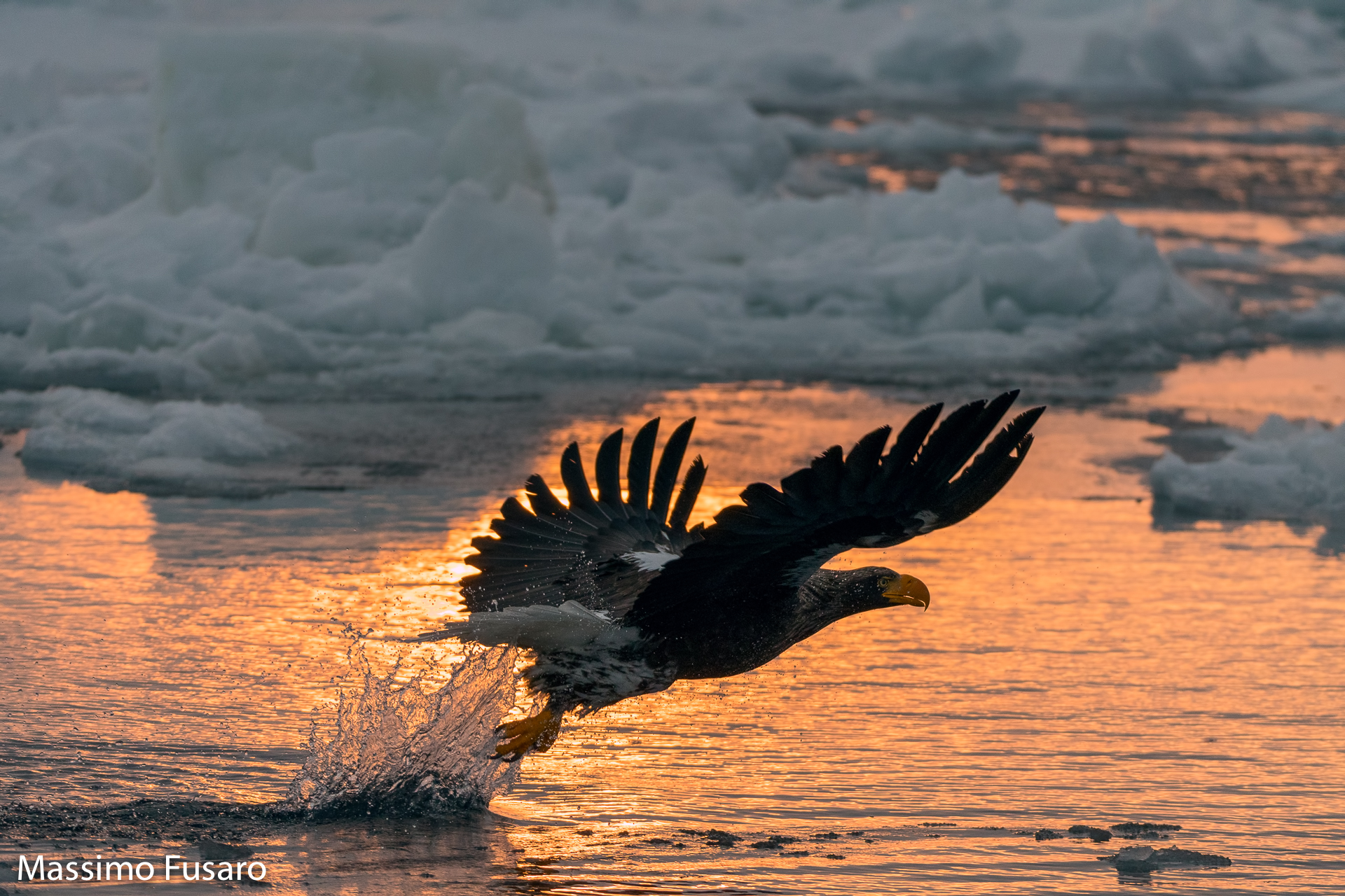 Steller's sea eagle