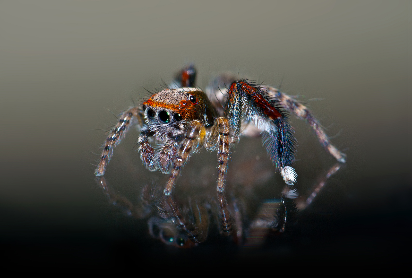 Jumping spider