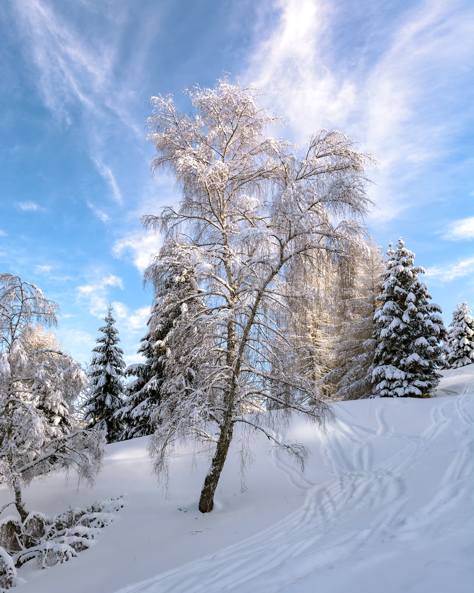 Albero innevato al Nevegal