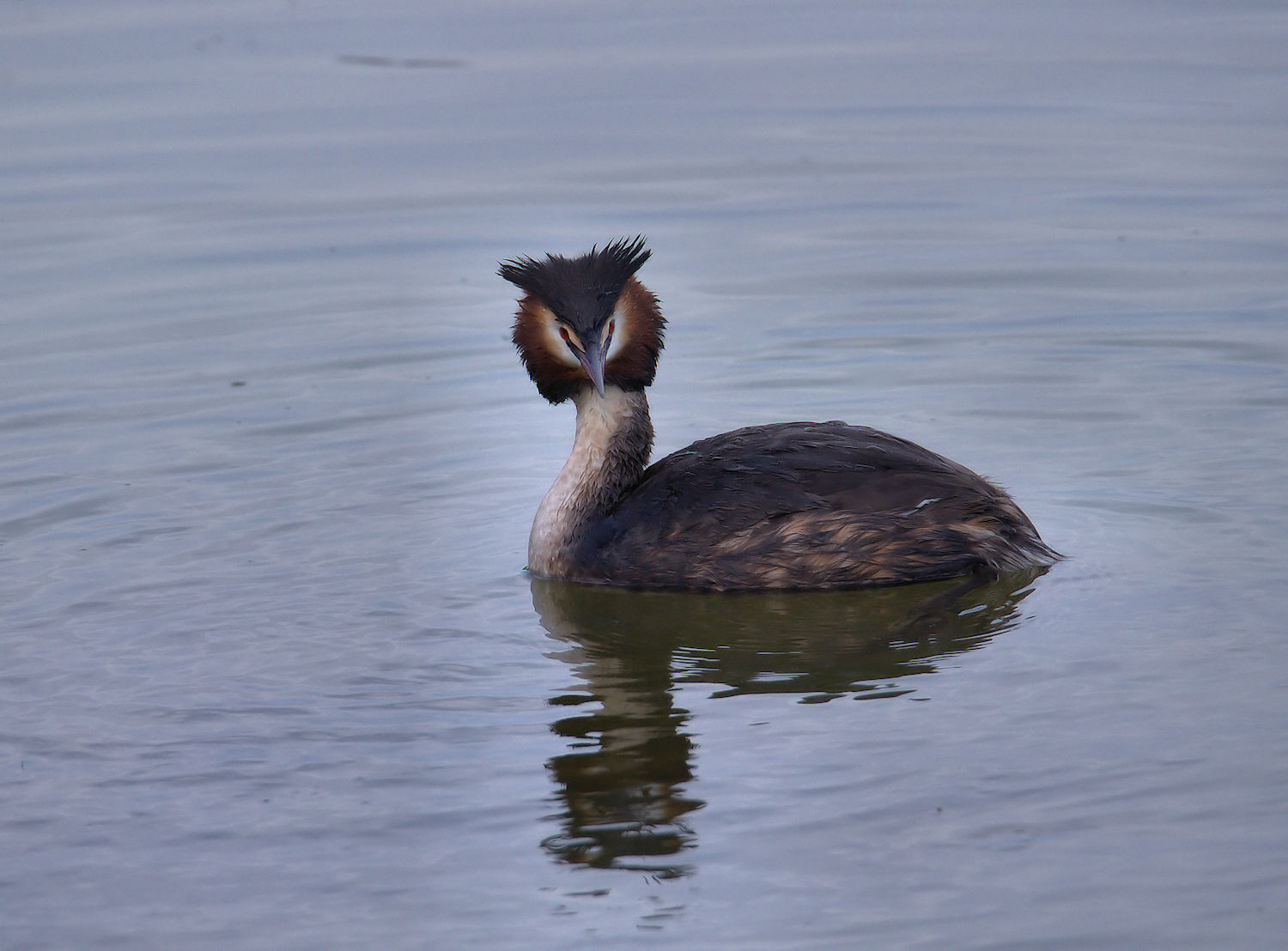 Great Crested Grebe
