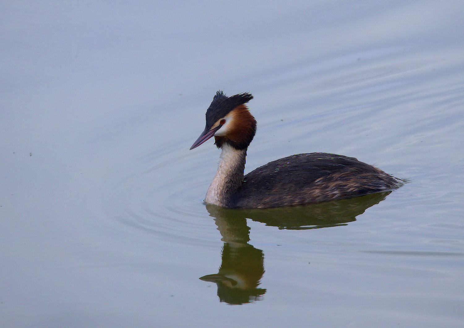 Great Crested Grebe